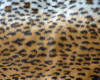 Leopard Print